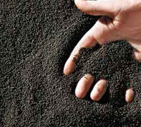 Canola seeds